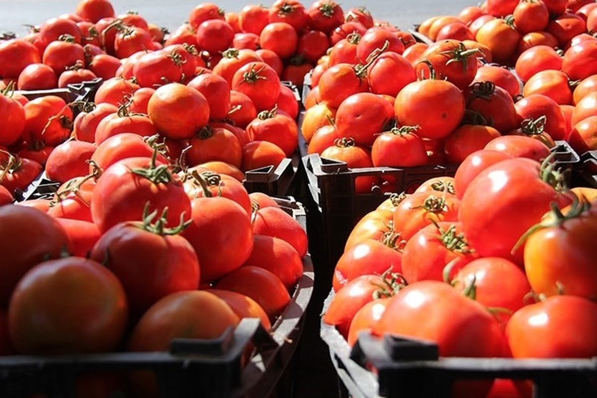 کاهش عرضه دلیل گرانی گوجه فرنگی/ قیمت گوجه فرنگی به زودی متعادل می‌شود