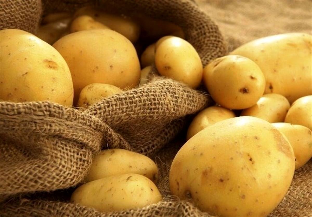 سیب زمینی با قیمت ۳۶ تومان در میادین میوه عرضه شد سیب زمینی با قیمت ۳۶ تومان در میادین میوه عرضه شد