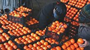 قیمت مصوب میوه شب عید مشخص شد