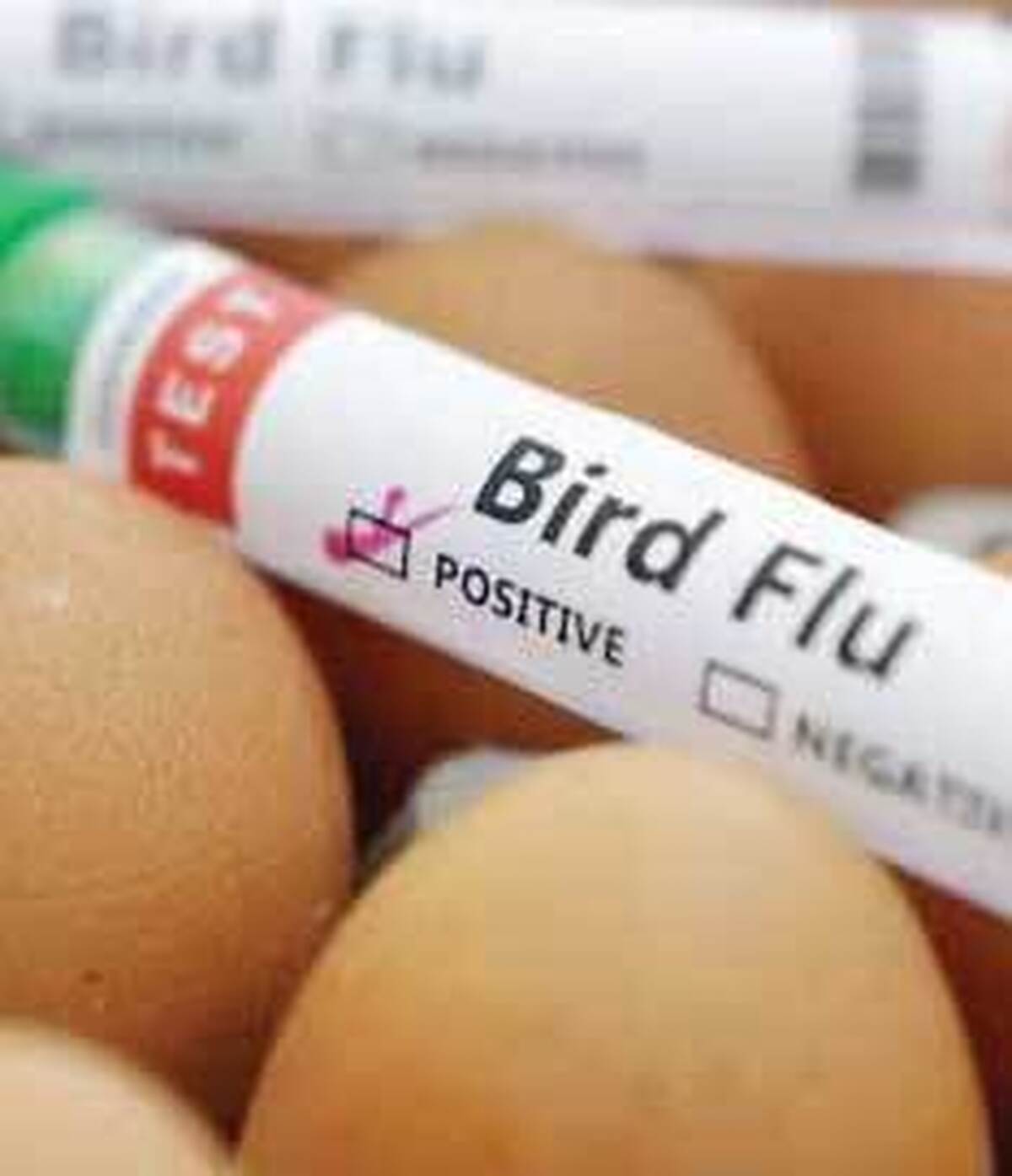 ابراز نگراني سازمان جهاني بهداشت نسبت به گسترش آنفلوآنزاي پرندگان
