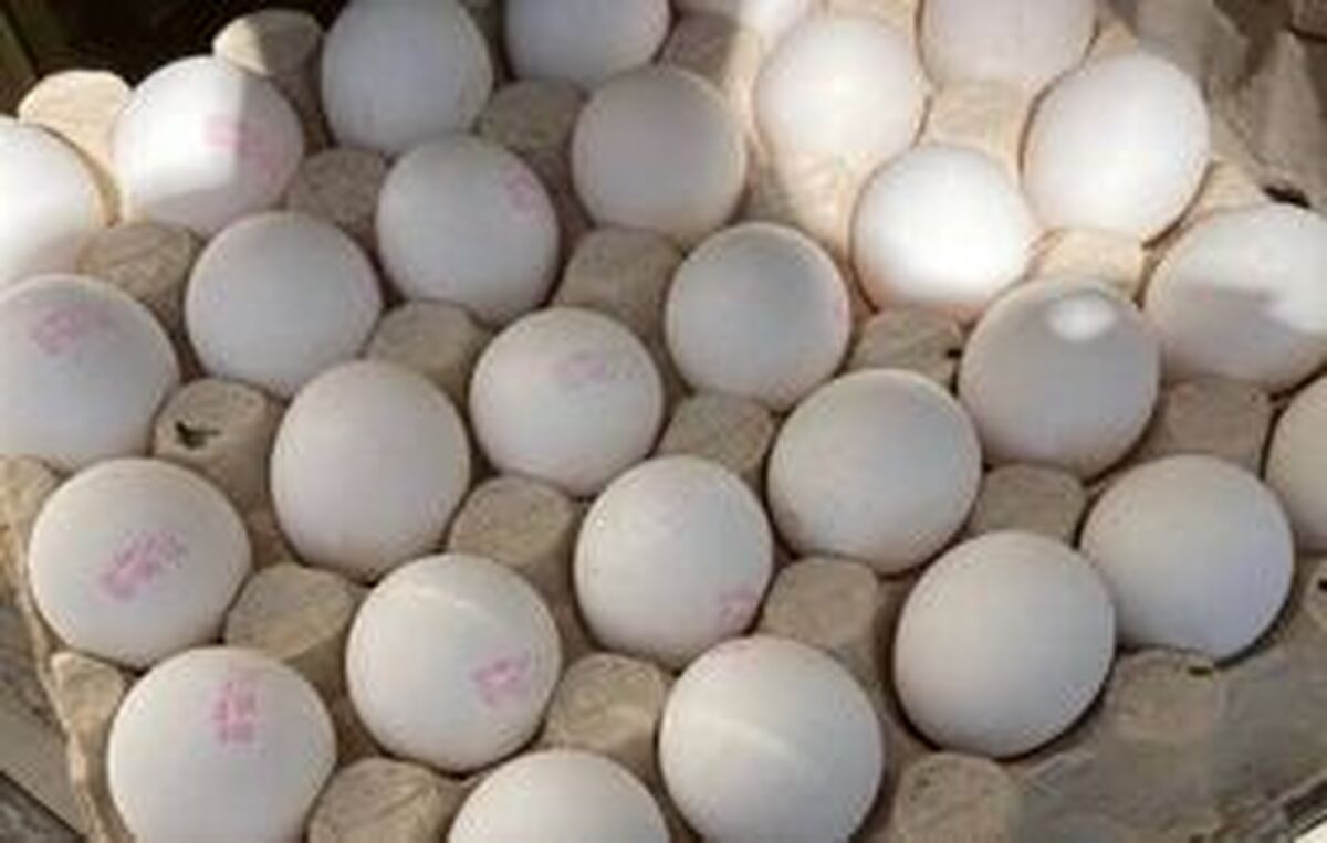 امروز ۲۵ اردیبهشت ۱۴۰۳؛ قیمت تخم مرغ شانهای چند؟