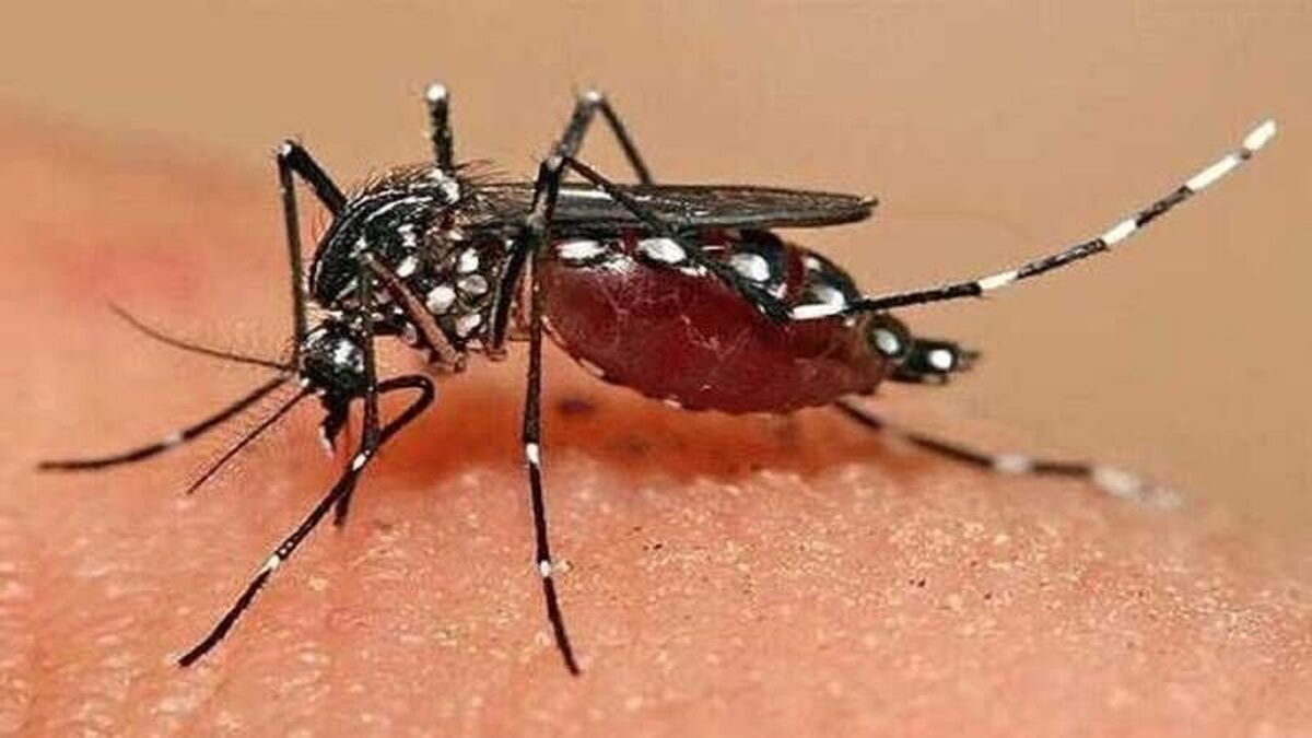 همه چیز درباره «تب دانگ» و راههای انتقال آن