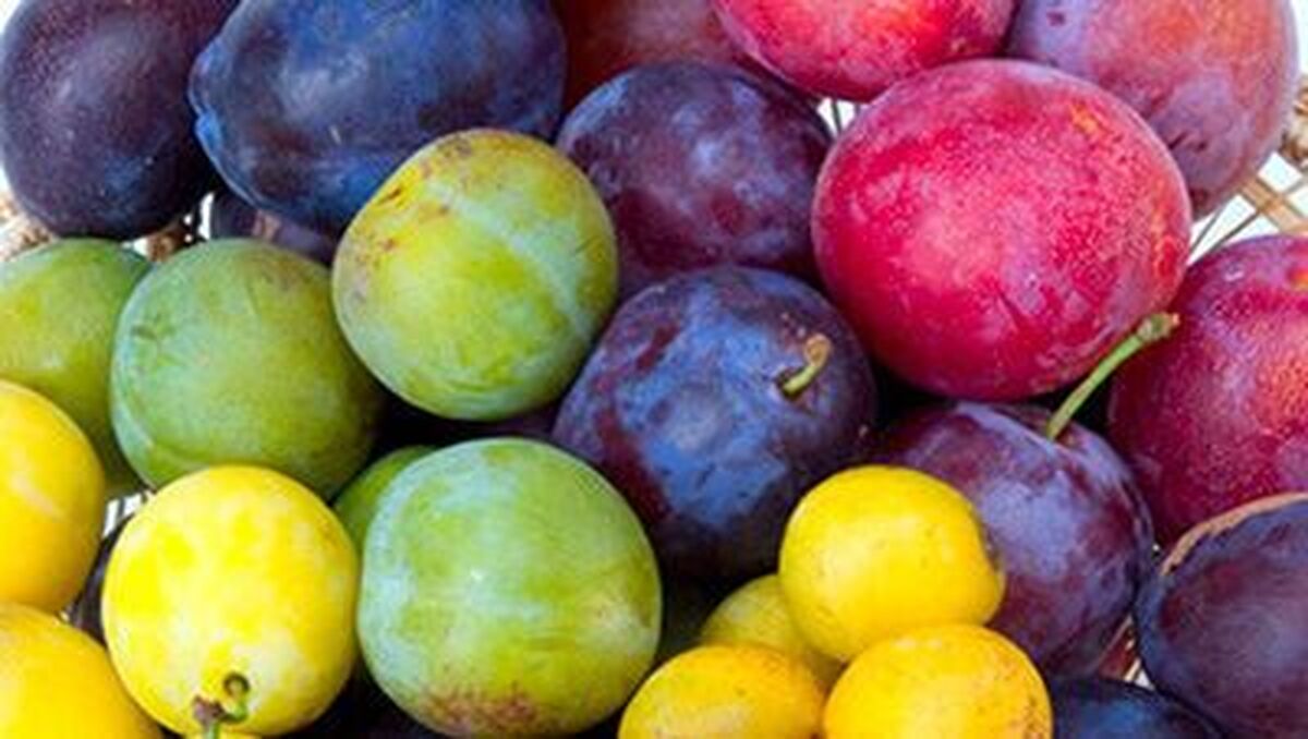 اگر میخواهید پوکی استخوان نگیرید این میوهها را مصرف کنید