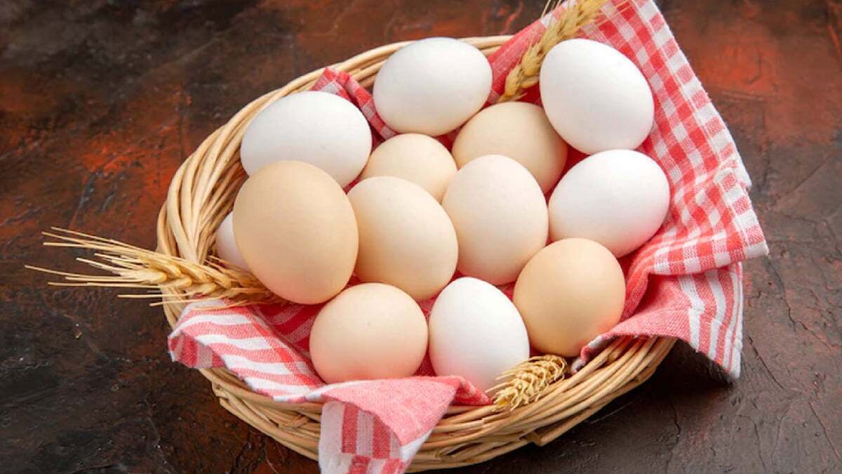بهترین و کمهزینهترین پروتئین برای ورزشکاران چیست؟