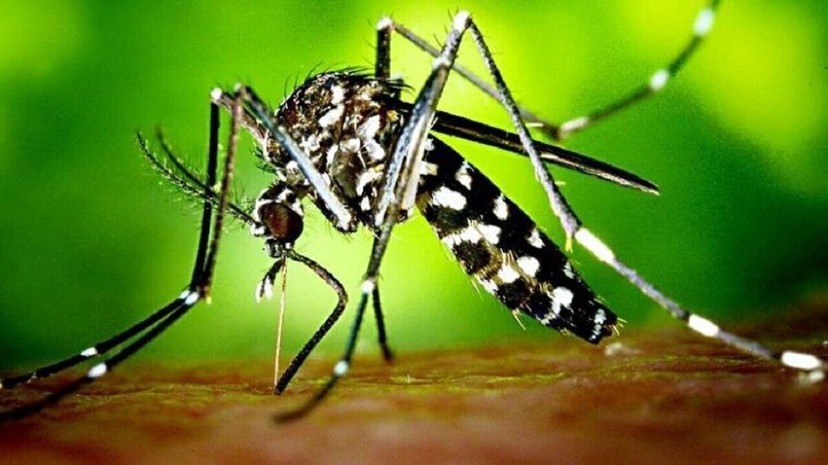 علائم و چگونگی درمان تب دنگی؛ مبتلایان ژلوفن و پروفن مصرف نکنند
