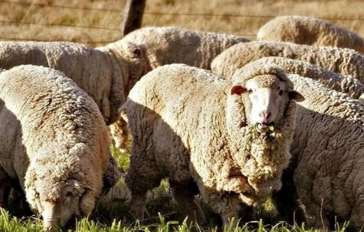 چرا میزان دام در کشور کاهش یافته است؟