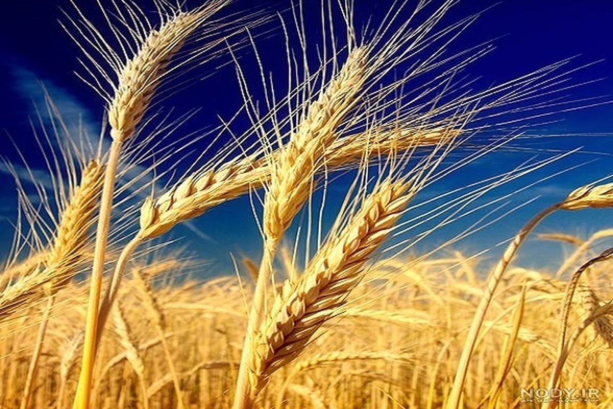 خرید تضمینی گندم به ۴.۷۷ میلیون تن رسید