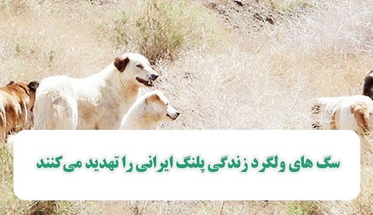 سگ های ولگردی که زندگی پلنگ ایرانی را تهدید میکنند