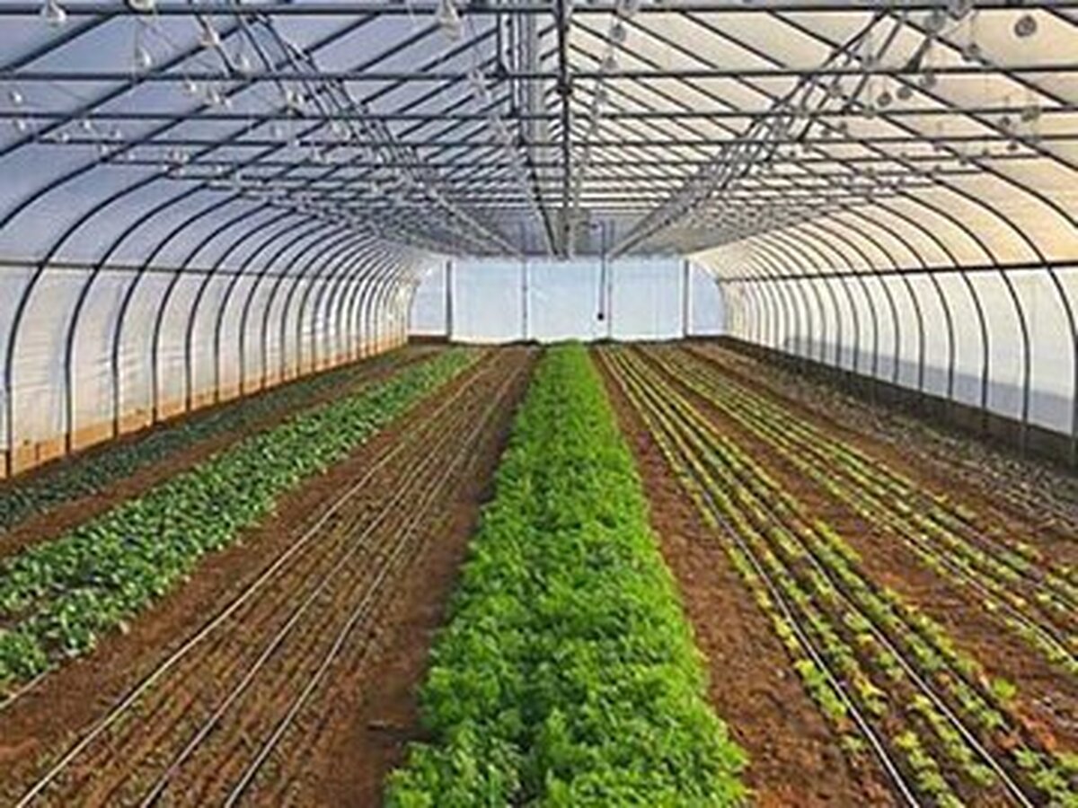 کدام خوراکی‌های ایران بیشتر خریدار خارجی دارند؟