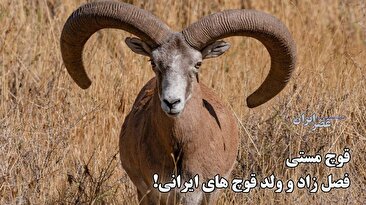 قوچمستی آغاز شده / قوچهای مست حواسشان به شکارچیها نیست / نگرانیها از شکار بیرحمانه (فیلم) قوچمستی آغاز شده / قوچهای مست حواسشان به شکارچیها نیست / نگرانیها از شکار بیرحمانه (فیلم)