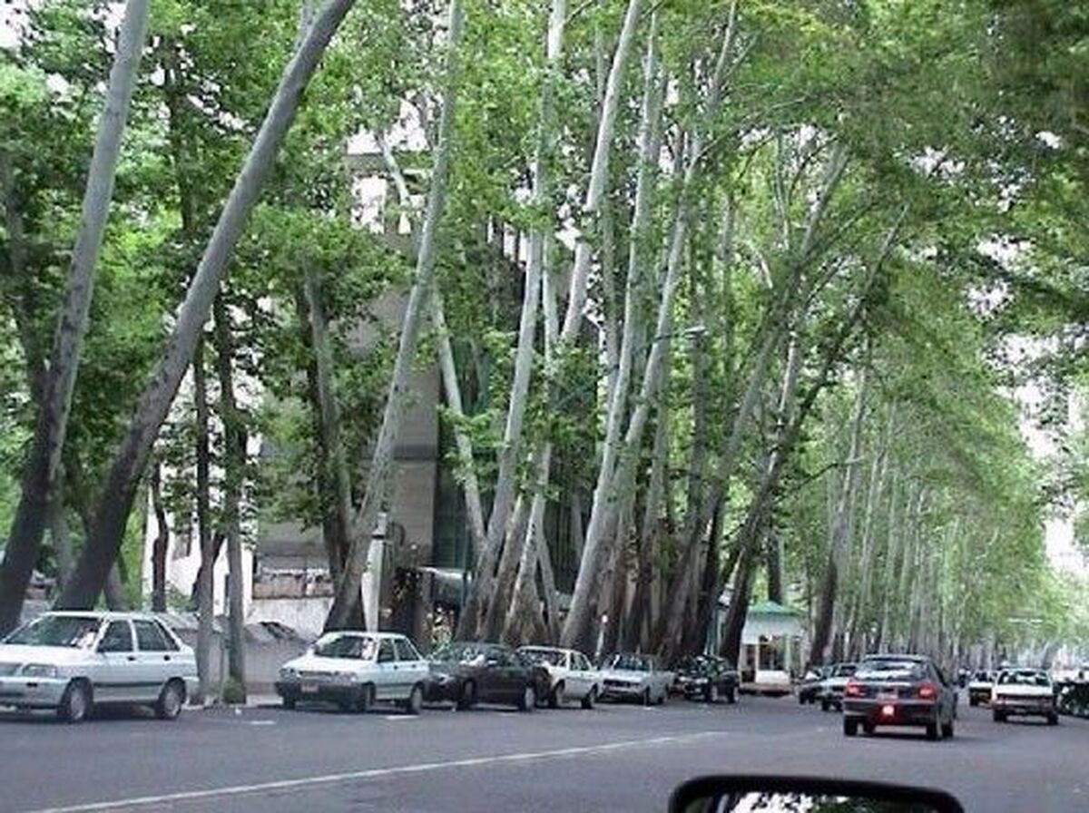 هیچ درختی در تهران قطع نمیشود هیچ درختی در تهران قطع نمیشود