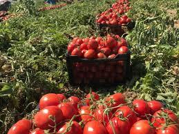 سیر کاهش قیمت فرنگی آغاز می‌شود