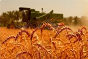 قیمت خرید تضمینی گندم تغییر می‌کند؟