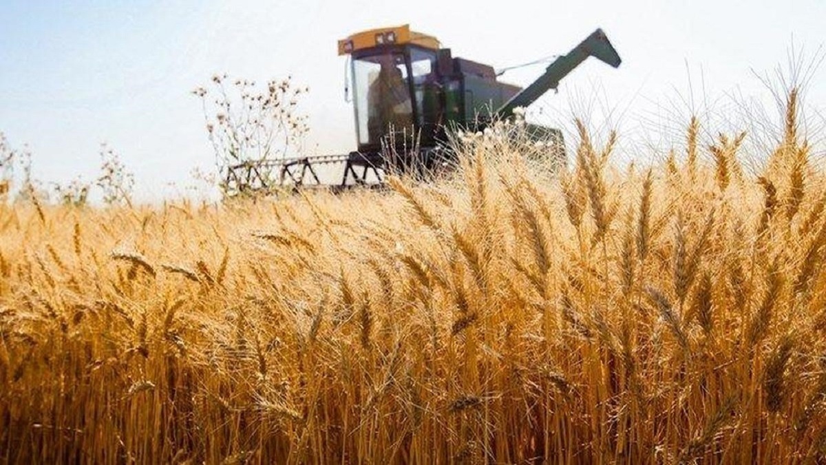 حداقل قیمت منطقی خرید تضمینی گندم ۲۴ هزارتومان است حداقل قیمت منطقی خرید تضمینی گندم ۲۴ هزارتومان است