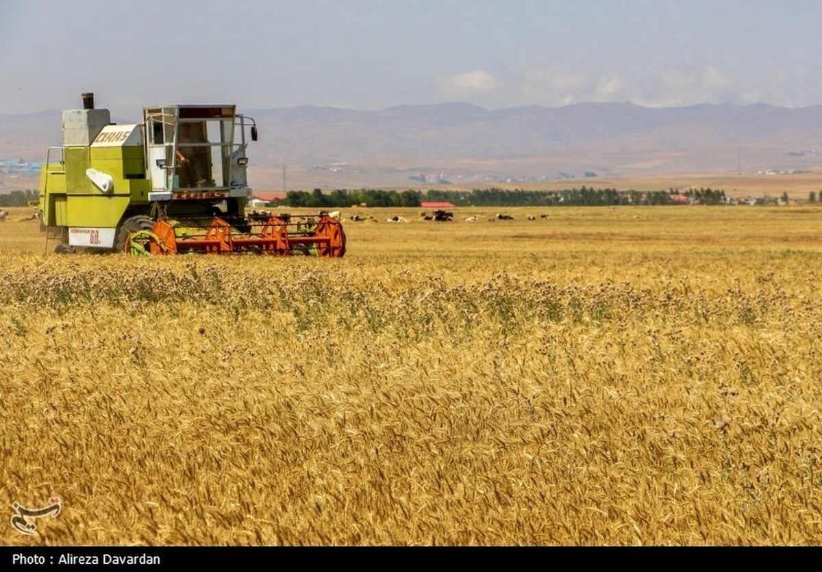آغاز برداشت گندم در استانهای جنوبی کشور آغاز برداشت گندم در استانهای جنوبی کشور