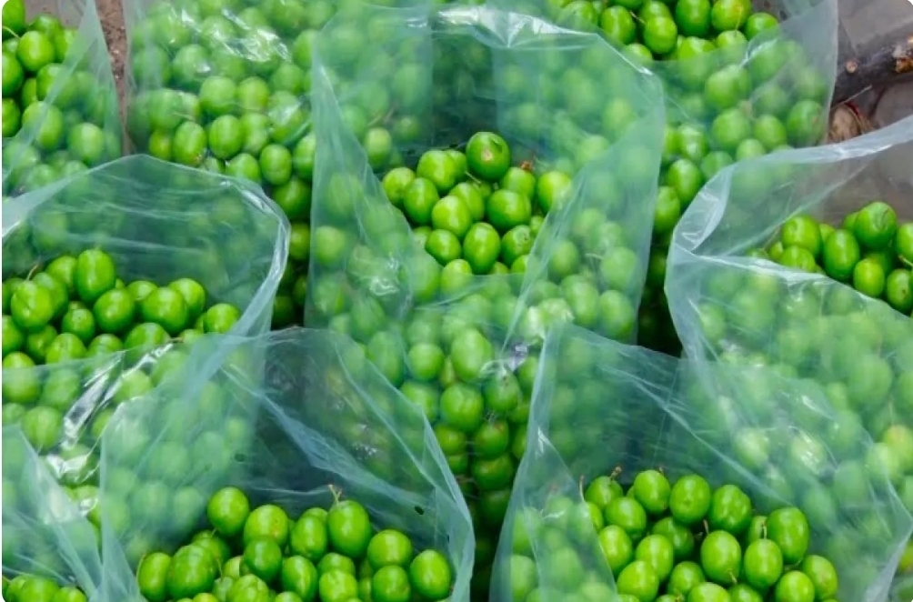 گوجه سبز کیلویی ۱۱ میلیون!