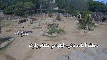 « حلقه آماده باش» فیلها در هنگام زلزله / اتفاقی عجیب که دوربین پارک ضبط کرده (فیلم) « حلقه آماده باش» فیلها در هنگام زلزله / اتفاقی عجیب که دوربین پارک ضبط کرده (فیلم)