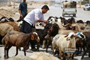 جدول قیمت جدید دام‌زنده امروز جمعه ۲۹ فروردین ۱۴۰۴