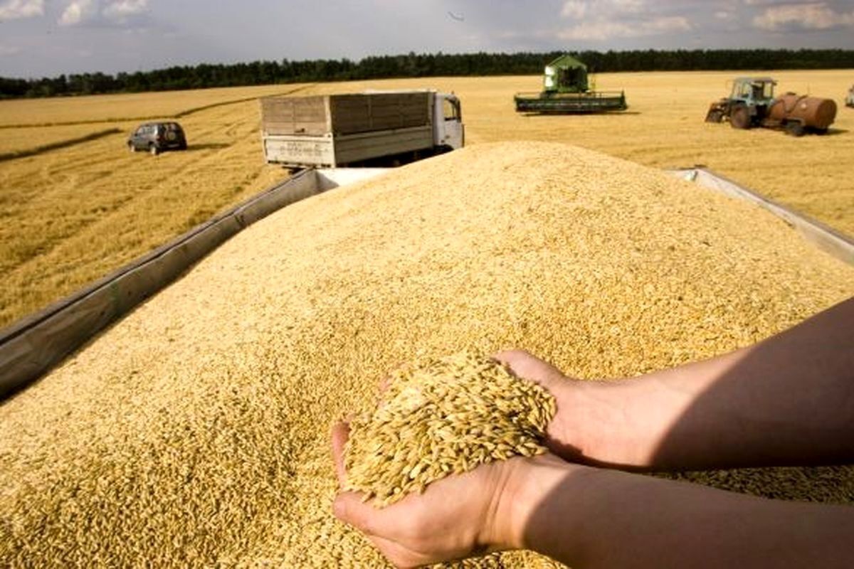 قیمت خرید تضمینی گندم به‌روز می‌شود؟