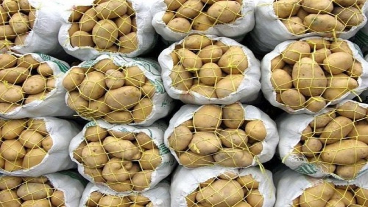قیمت سیب زمینی از نیمه فروردین کاهشی میشود قیمت سیب زمینی از نیمه فروردین کاهشی میشود