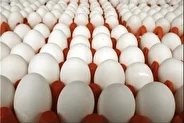 تخم مرغ از قیمت‌های جهش یافته هفته‌های گذشته عقب نشینی کرد و هر شانه تخم مرغ به کمتر از ۳۰۰ هزار تومان برگشت.