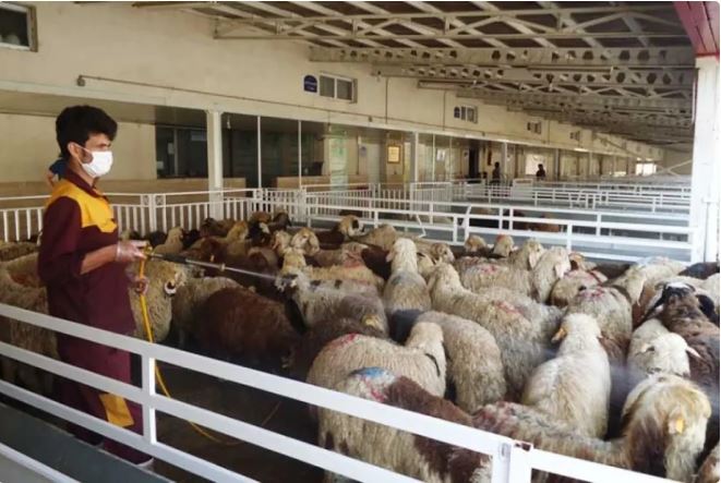 قیمت دام زنده امروز ۱۲ اردیبهشت ۱۴۰۴/ نوسان به بازار بازگشت + جدول