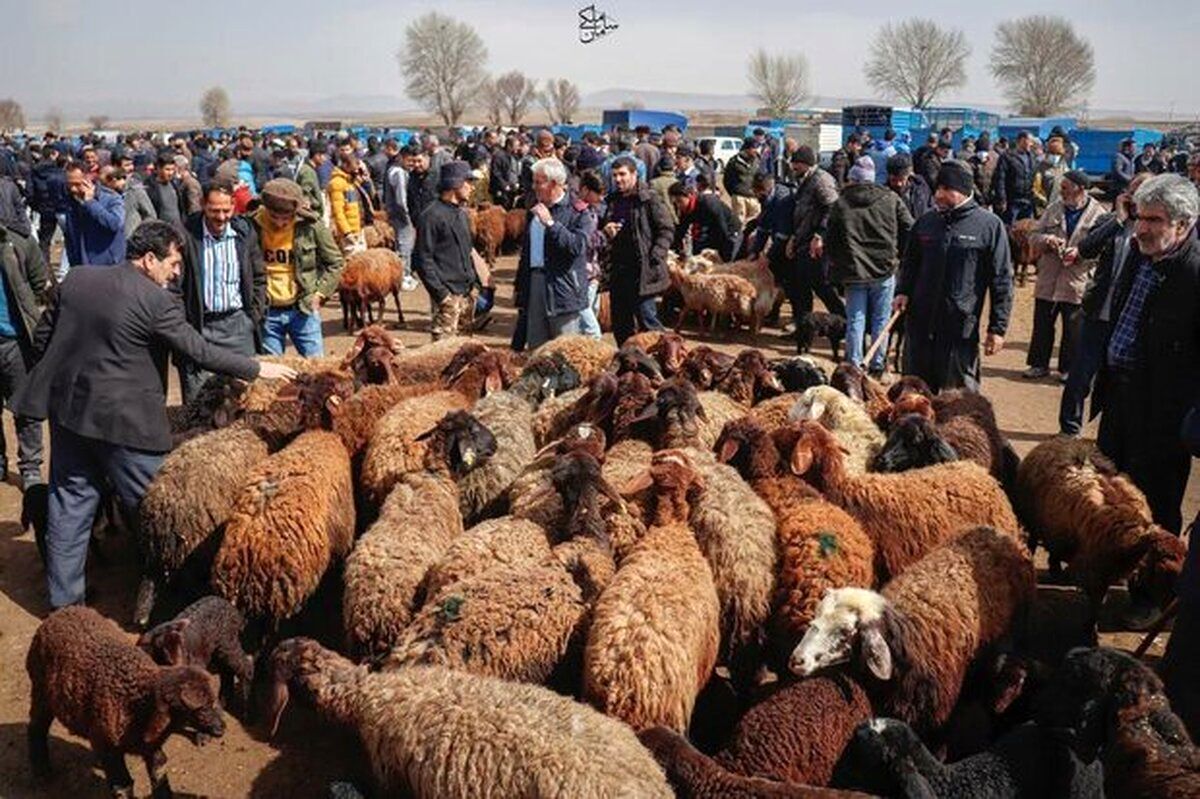 قیمت دام زنده امروز ۱۴ اردیبهشت ۱۴۰۴ قیمت دام زنده امروز ۱۴ اردیبهشت ۱۴۰۴