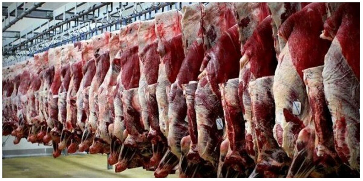 رکوردشکنی واردات گوشت قرمز در سال ۱۴۰۳ رکوردشکنی واردات گوشت قرمز در سال ۱۴۰۳