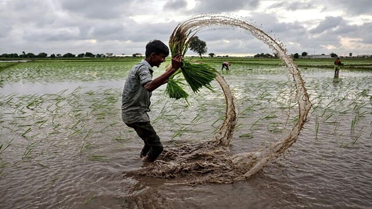 قیمت جهانی برنج به کف خود رسید قیمت جهانی برنج به کف خود رسید