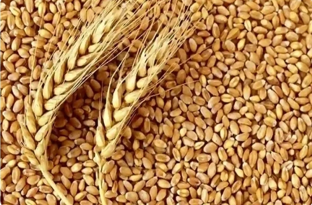 خرید تضمینی یک میلیون و ۶۰۰ هزار تن گندم از کشاورزان