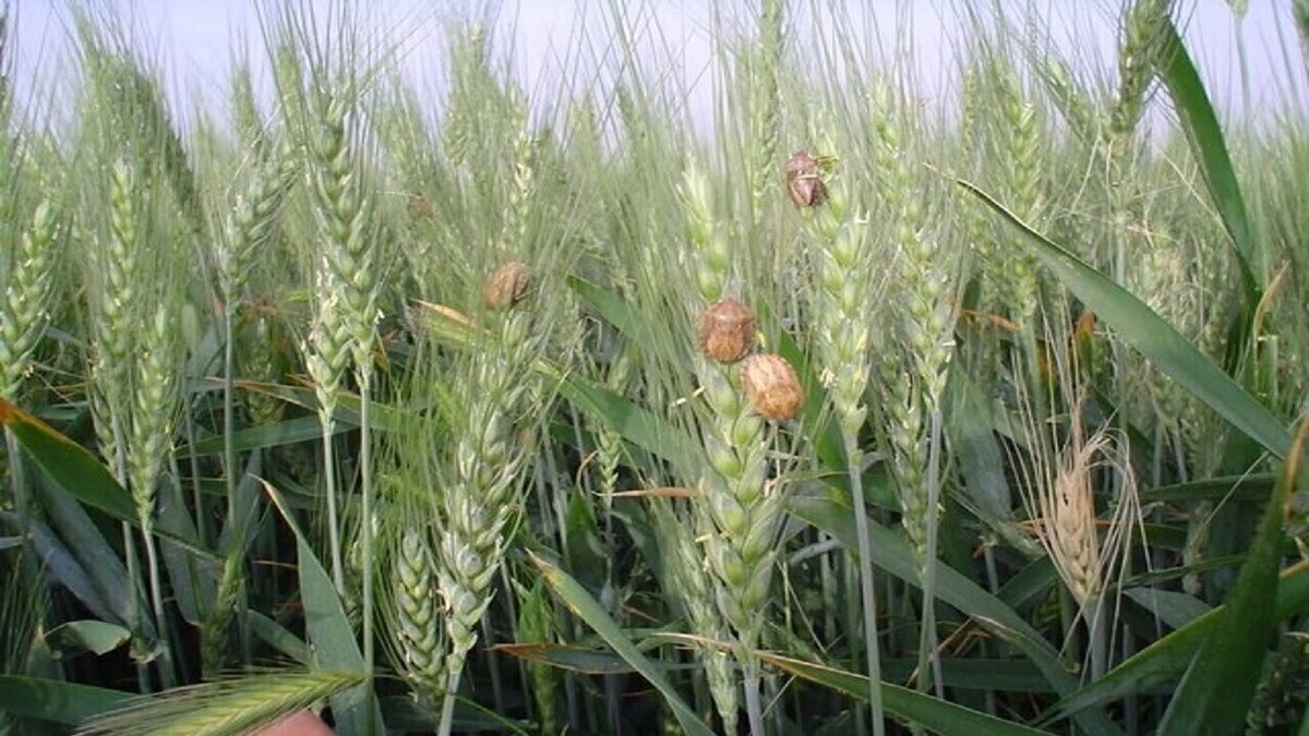 سطح مبارزه علیه آفت سن گندم به یک میلیون و ۹۰۰ هزارهکتار رسید سطح مبارزه علیه آفت سن گندم به یک میلیون و ۹۰۰ هزارهکتار رسید