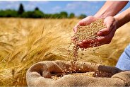 تصویب قیمت خرید تضمینی گندم ۲۰ هزار و ۵۰۰ تومان