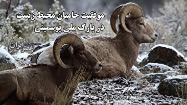 موفقیت حامیان محیط زیست در پارک ملی یوسمیتی / حیات وحش دوباره به آرامش گذشته بازمیگردد (فیلم) موفقیت حامیان محیط زیست در پارک ملی یوسمیتی / حیات وحش دوباره به آرامش گذشته بازمیگردد (فیلم)