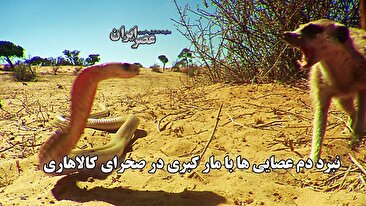 نبرد دم عصایی ها با مار کبری در صحرای کالاهاری (فیلم) نبرد دم عصایی ها با مار کبری در صحرای کالاهاری (فیلم)