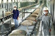 جدول قیمت امروز سیمان؛ ۴ اردیبهشت ۱۴۰۴