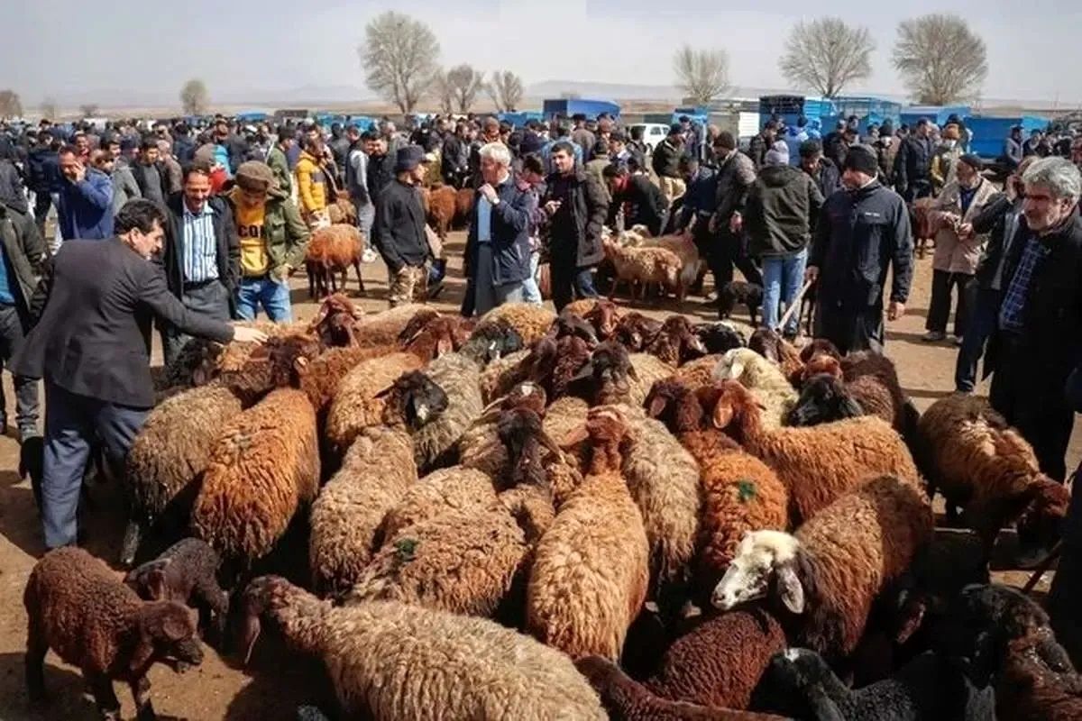 جمعیت دام سبک مشخص شد جمعیت دام سبک مشخص شد
