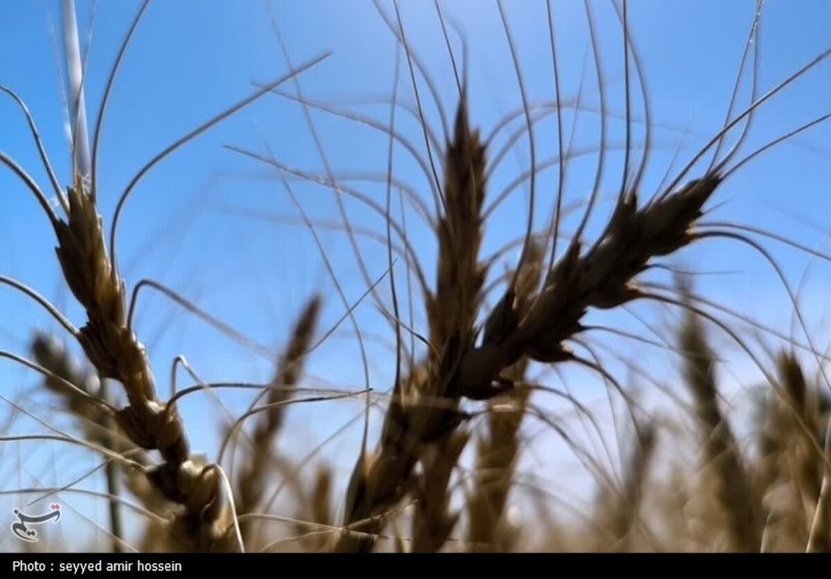 کاهش ۴۰ درصدی قیمت جهانی گندم از ۳ سال گذشته