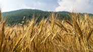 خرید تضمینی گندم از ۳ میلیون تن گذشت