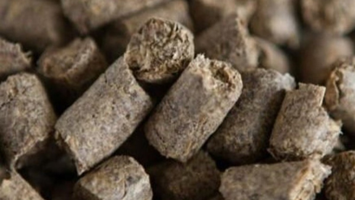 صادرات تفاله چغندر و نیشکر آزاد شد صادرات تفاله چغندر و نیشکر آزاد شد