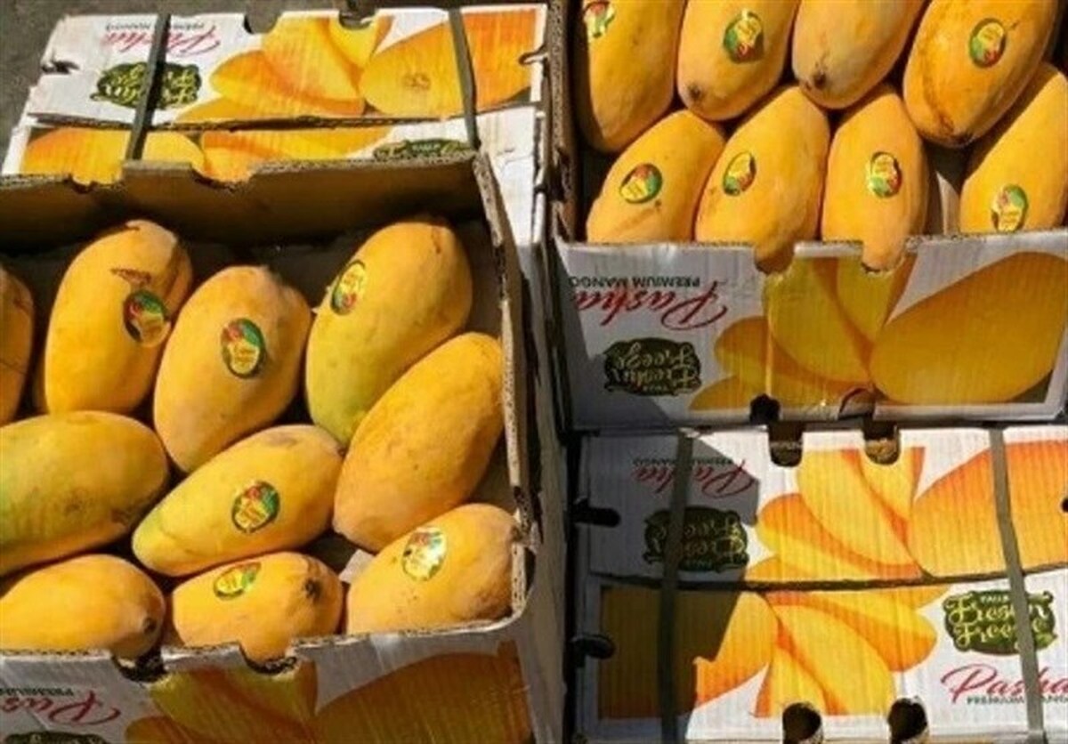 آغاز دوباره واردات انبه از ۱۰ خرداد آغاز دوباره واردات انبه از ۱۰ خرداد