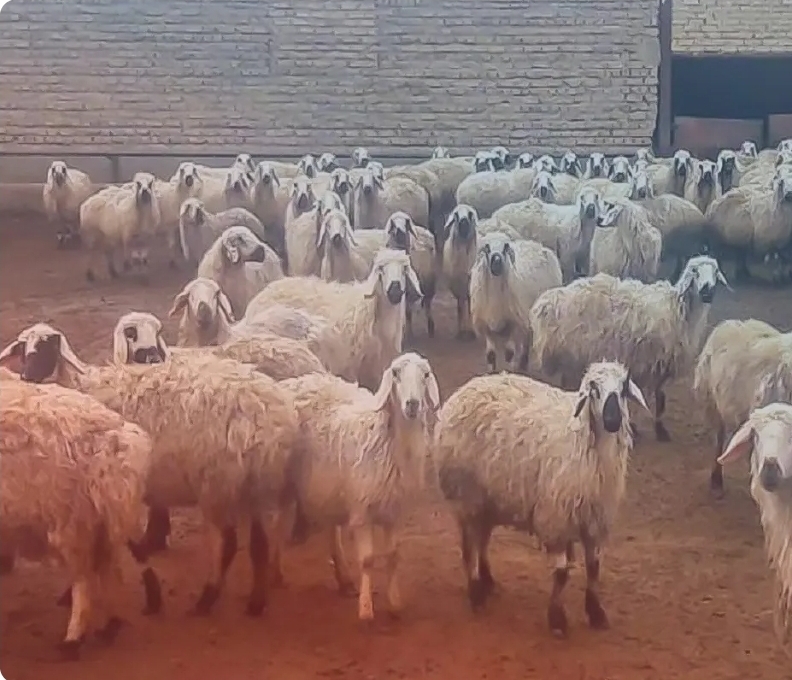 قیمت دام زنده امروز ۱۴ تیر ۱۴۰۴ / متوسط قیمت دام زنده در استان‌های کشور در محدوده ۲۶۵ هزار تومان قرار دارد + جدول
