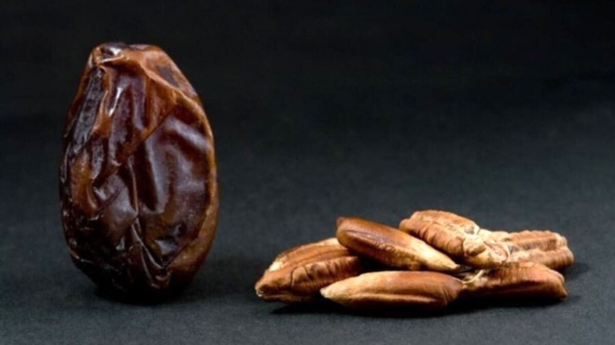 خواص باورنکردنی هسته خرما برای درمان بیماری ها