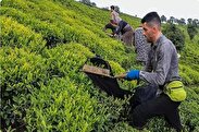 پرداخت ۶۰ درصد پول چایکاران
