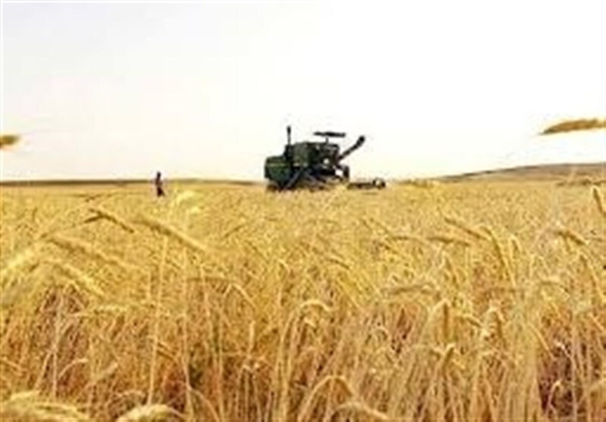 خرید تضمینی گندم از مرز ۵.۶ میلیون تن گذشت خرید تضمینی گندم از مرز ۵.۶ میلیون تن گذشت