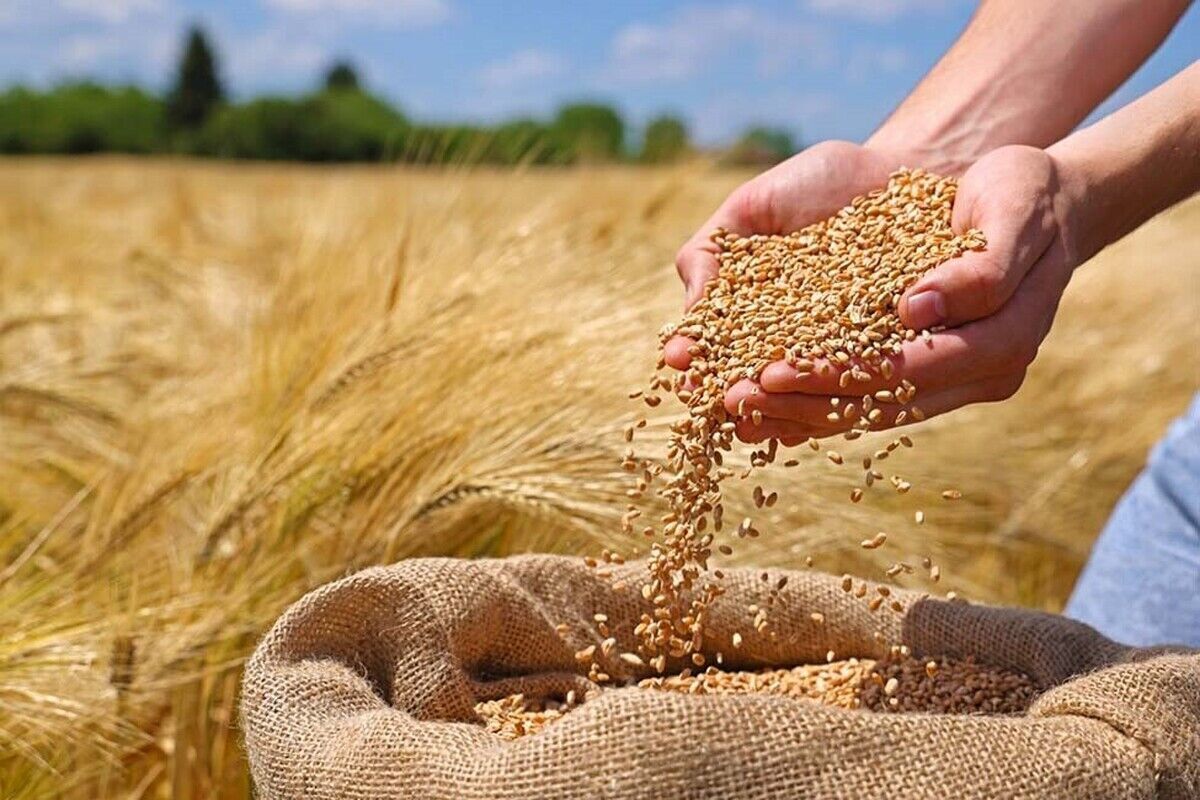 تعیینتکلیف نرخ خرید تضمینی گندم در اولویت شورای قیمتگذاری است تعیینتکلیف نرخ خرید تضمینی گندم در اولویت شورای قیمتگذاری است