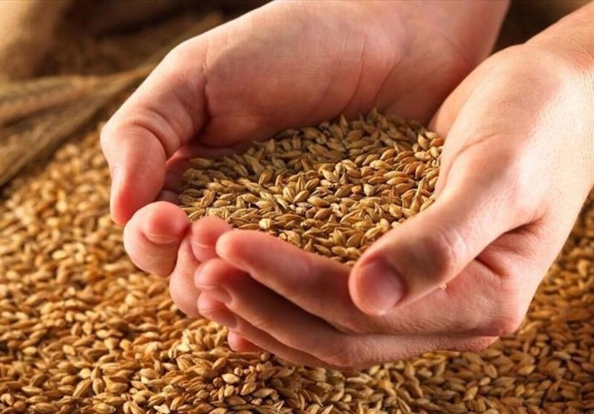 ذخایر غلات ایران ۱۳ میلیون تن و بیشترین در آسیا پس از چین و هند است ذخایر غلات ایران ۱۳ میلیون تن و بیشترین در آسیا پس از چین و هند است