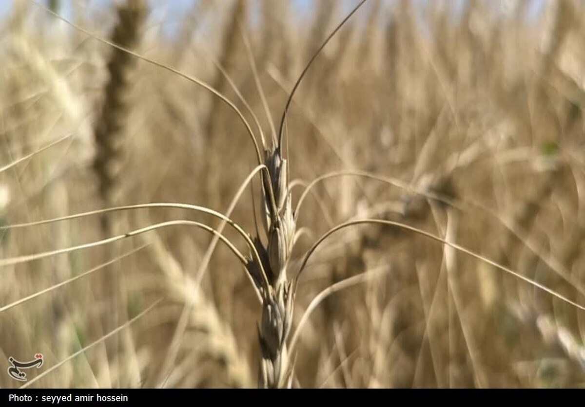 ارقام جدید گندم نان برای مناطق سردسیر رونمایی شد