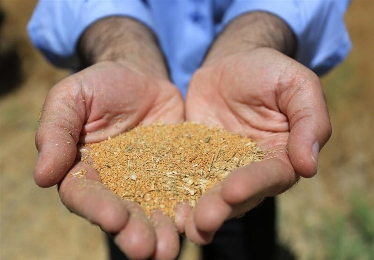 مطالبات تولیدکنندگان دانههای روغنی به فوریت پرداخت میشود مطالبات تولیدکنندگان دانههای روغنی به فوریت پرداخت میشود