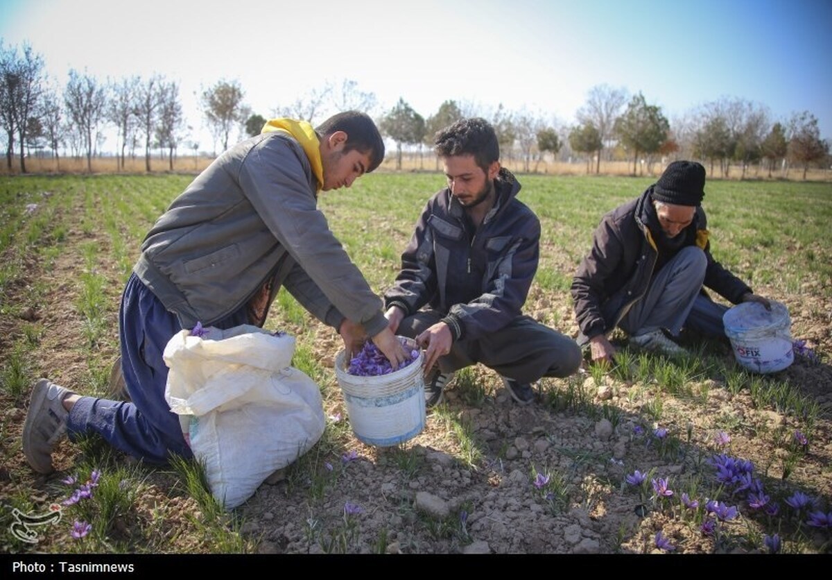 ۹۰ کیلوگرم طلای سرخ در بازار آتی بورس کالا دادوستد شد ۹۰ کیلوگرم طلای سرخ در بازار آتی بورس کالا دادوستد شد