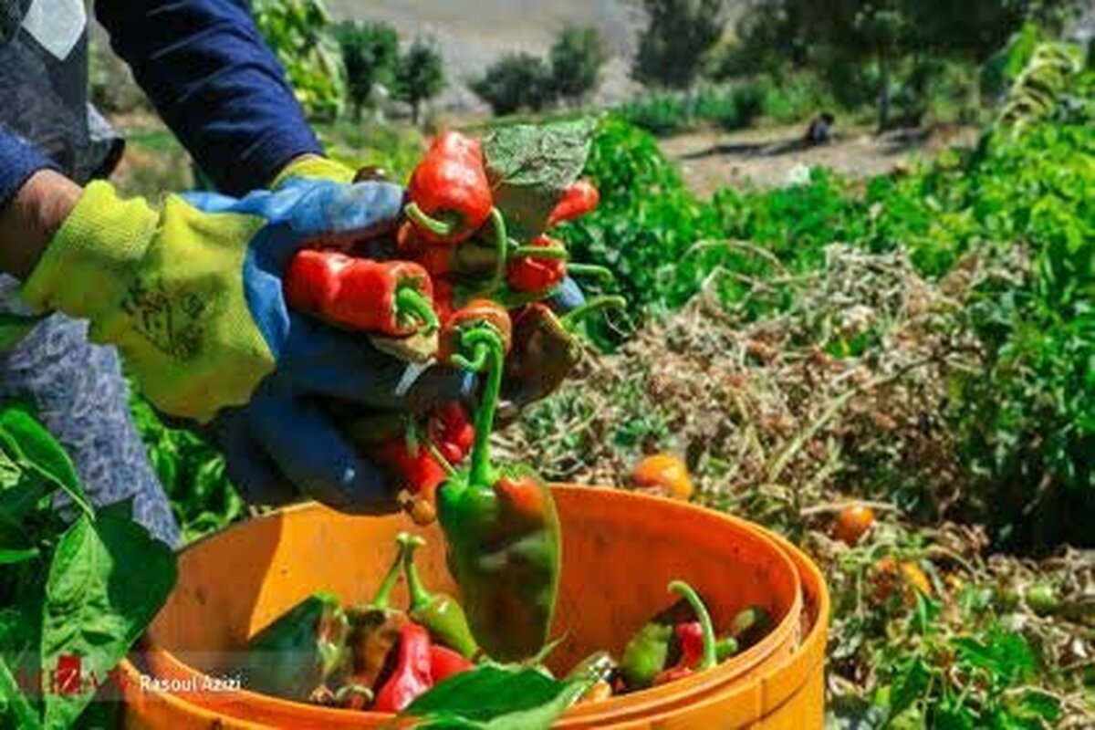 این روستا قطب تولید فلفل است